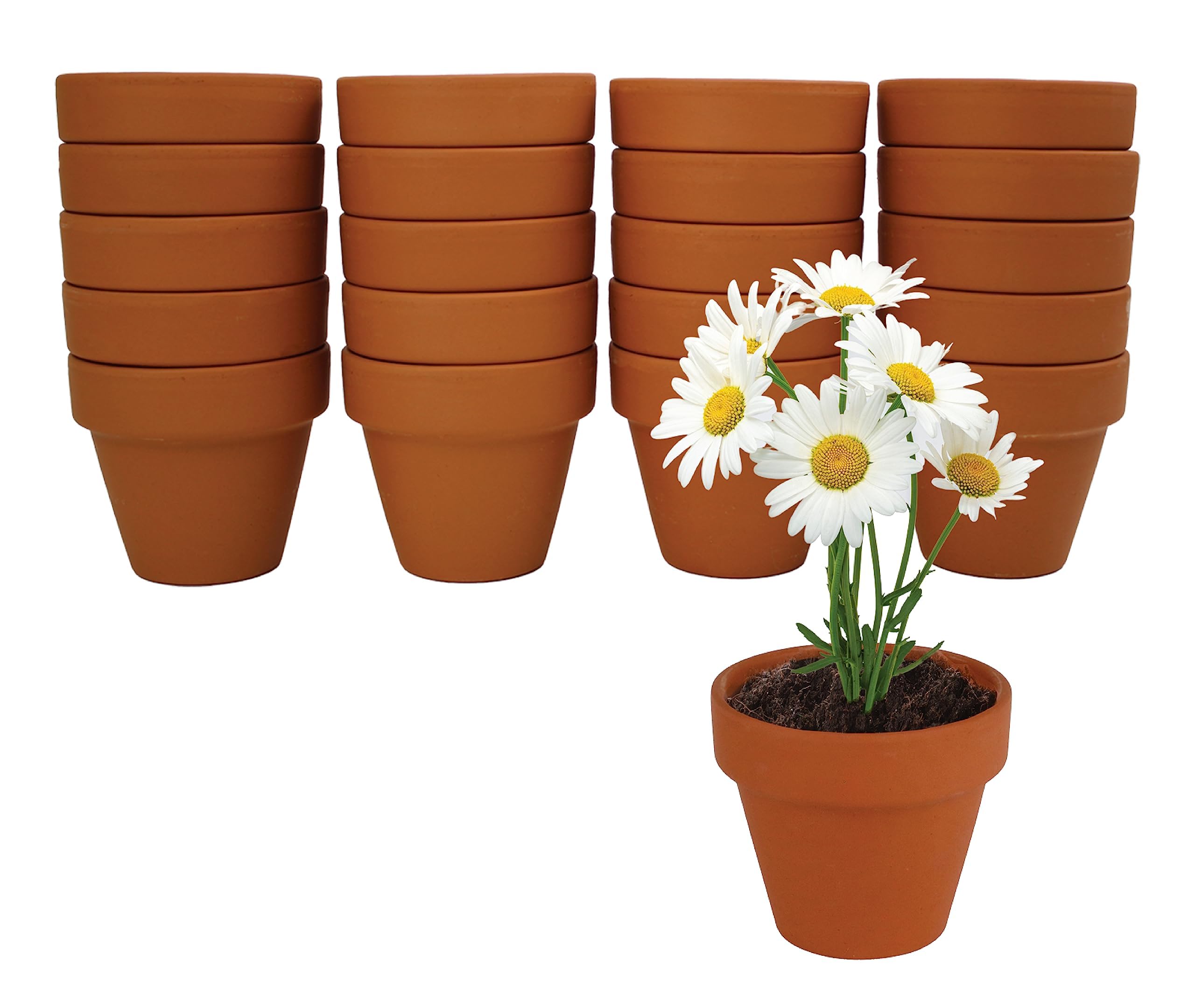 Amazon.com : BUZZY Seeds Daisy Grow Kit, Bulk 20-Pack - Mini